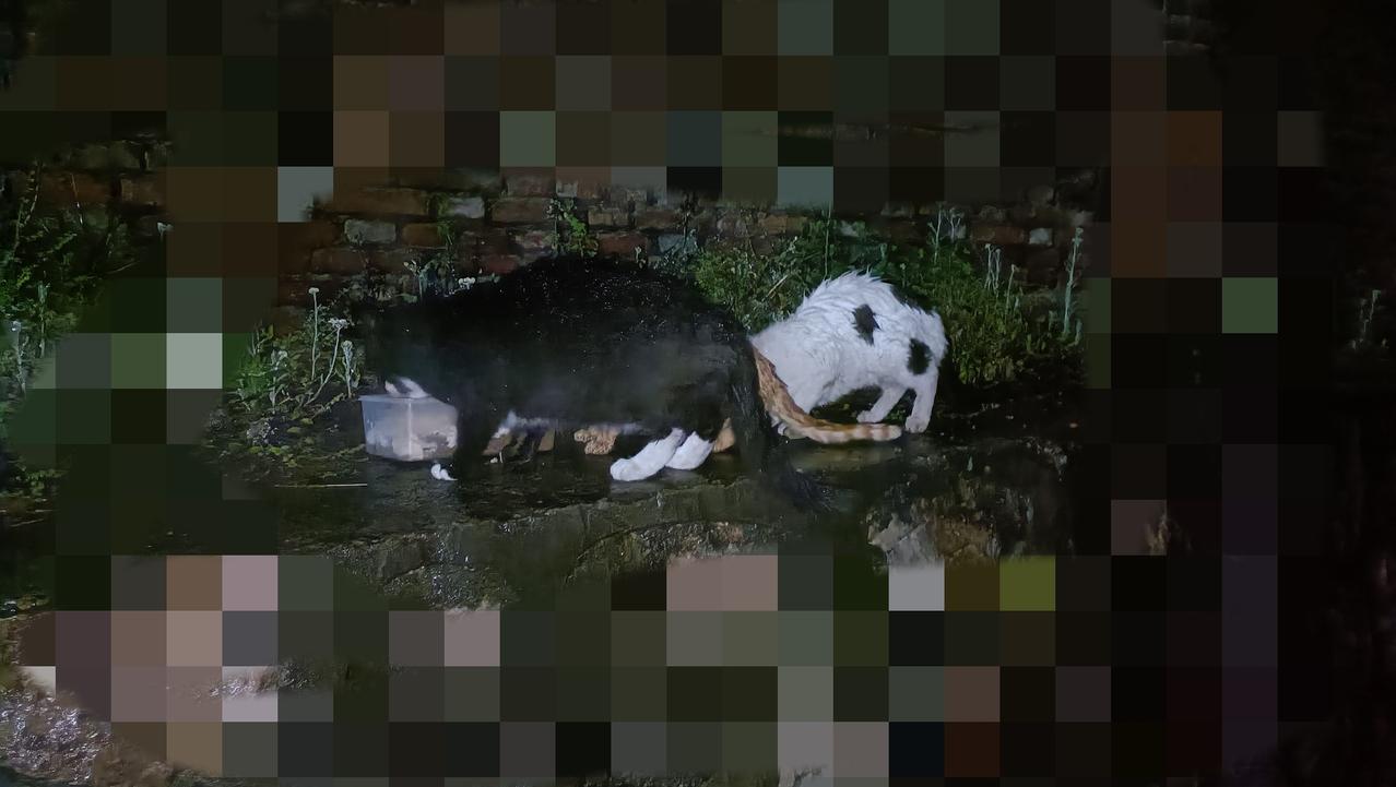 今晚喂猫晚了许多，因为雨一直下个不停，等到雨小了些，我赶去偏远山区喂完厂里的流浪