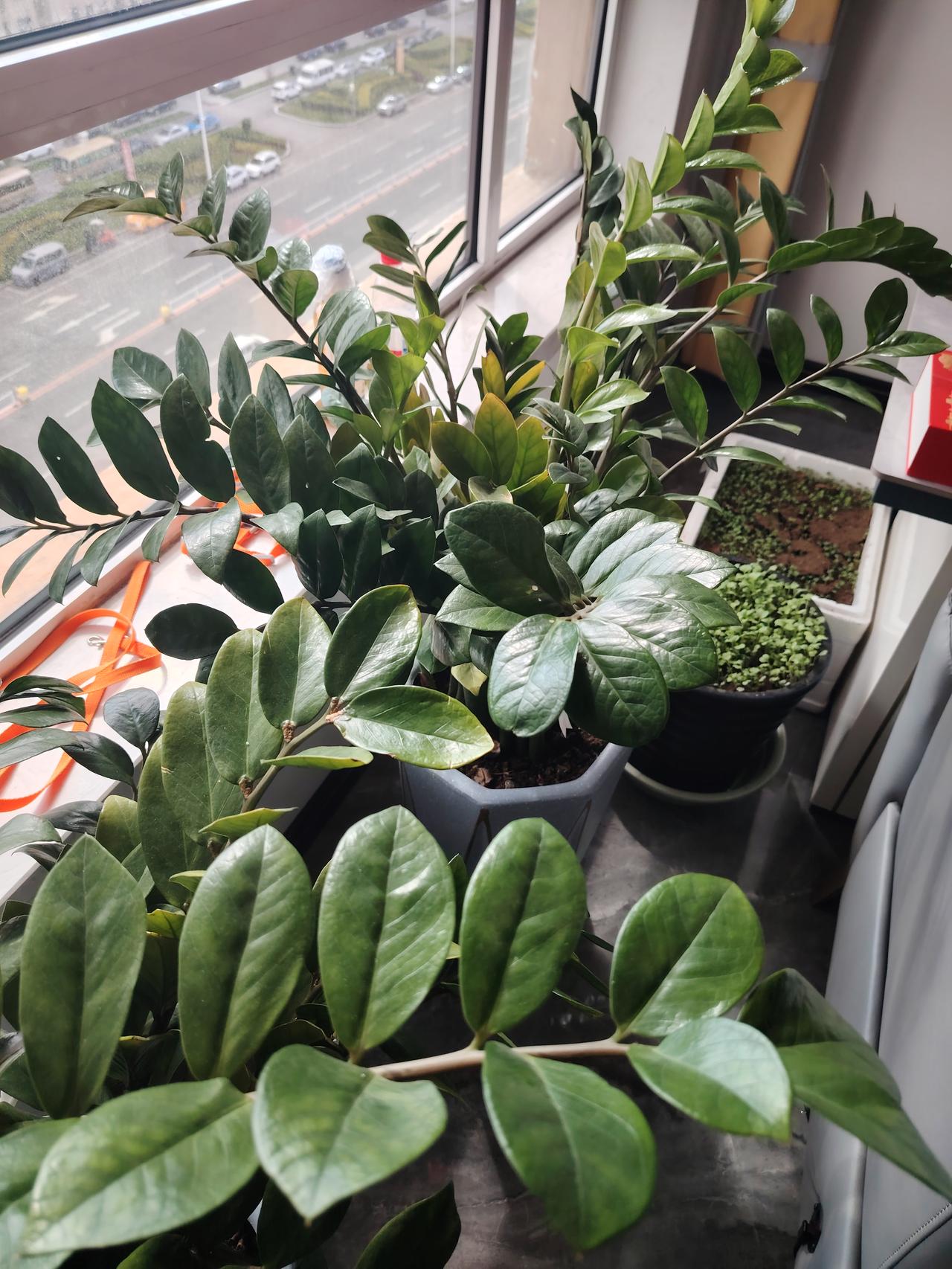 绿植养的很成功，希望它能一直茂盛？