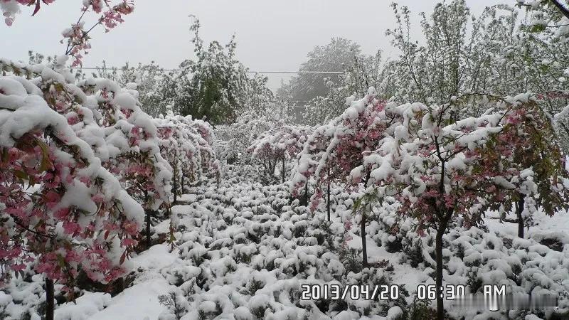 春雪纷飞,是祥瑞还是倒春寒?这不是倒春寒，真正的倒春寒出现在2013年4月19日