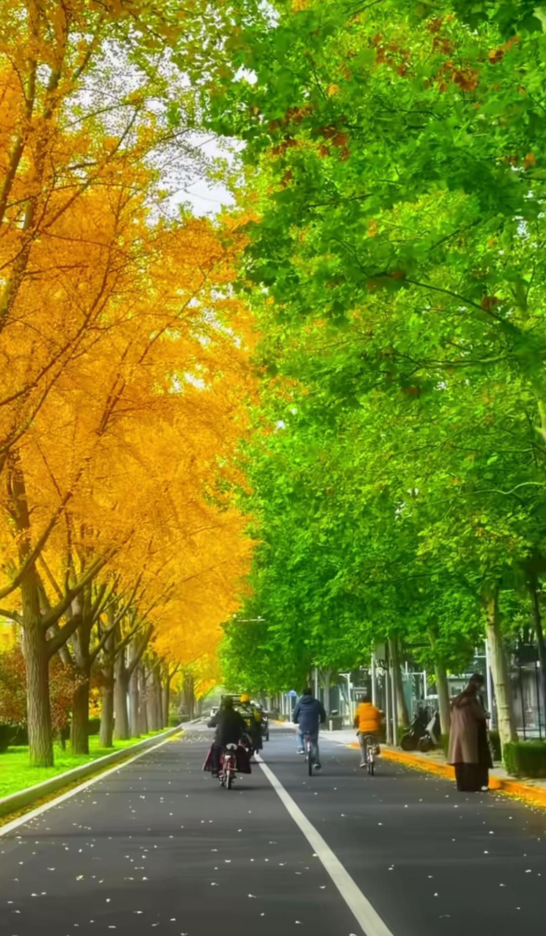 是秋天绿了，还是夏天黄了？

四季轮回间，我们成长了一年又一年。

真好！