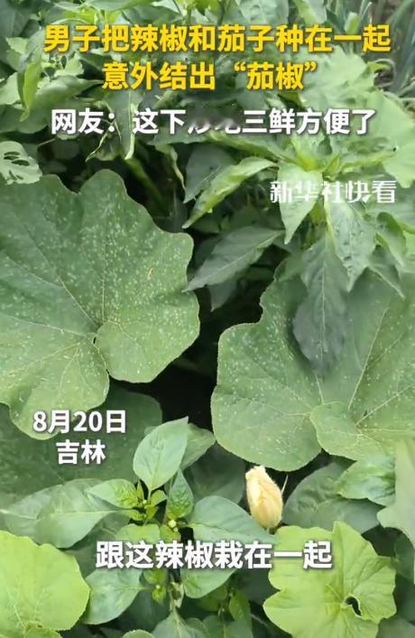 “意外的惊喜！”吉林四平，一男子把茄子和辣椒混合种在地里，没想到，竟然意外结出“