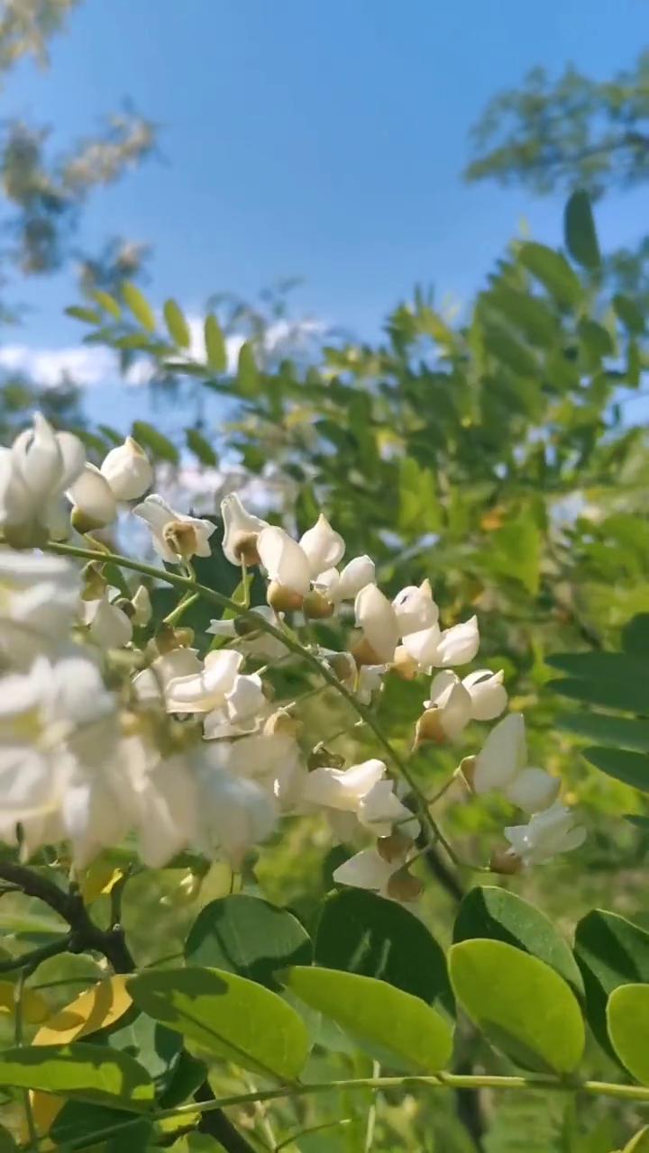 槐花。
宋，苏轼。
槐林五月漾琼花，郁郁芬芳醉万家。
春水碧波飘落处，浮香一路到
