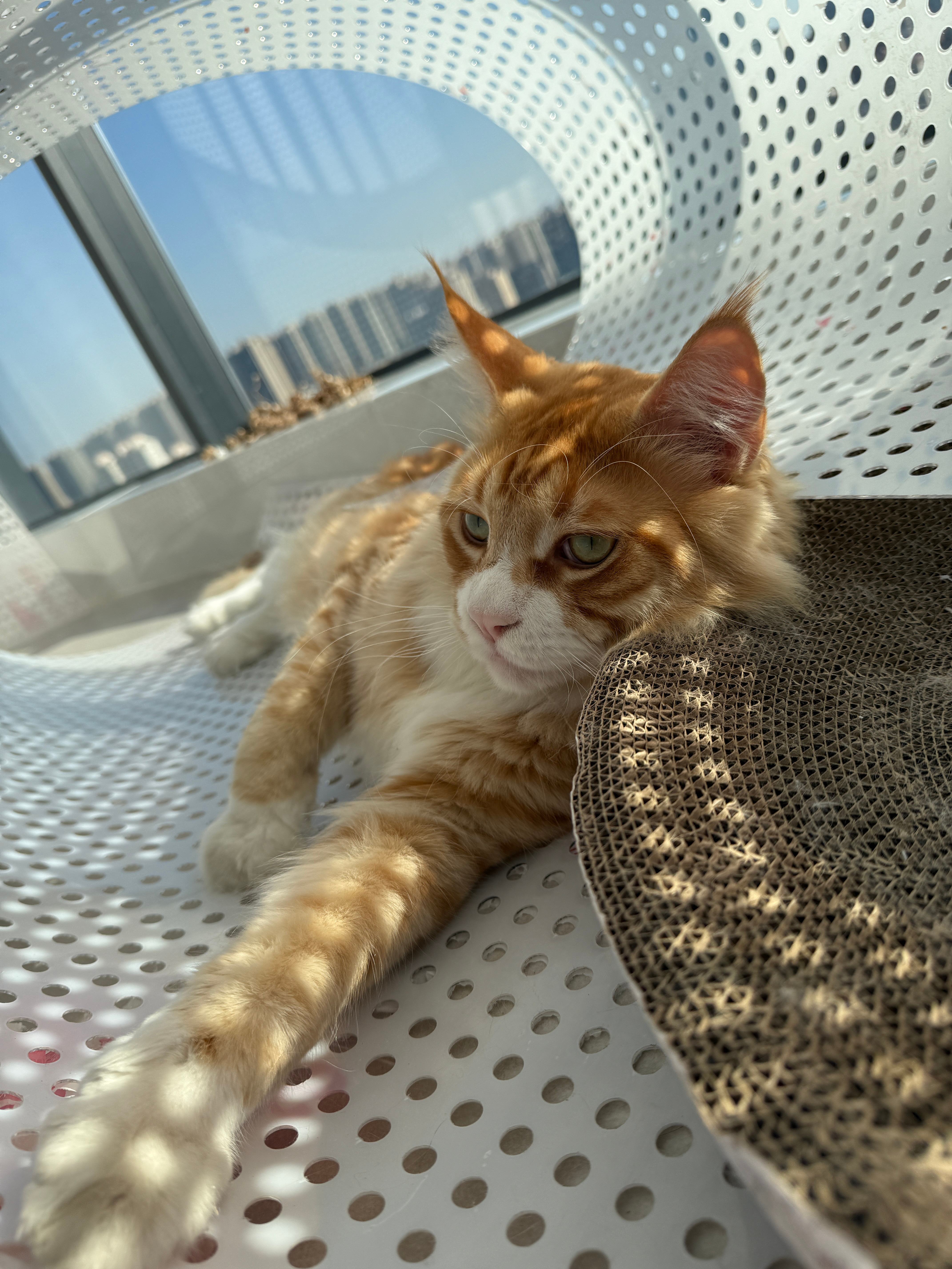 小猫晒太阳[亲亲] 