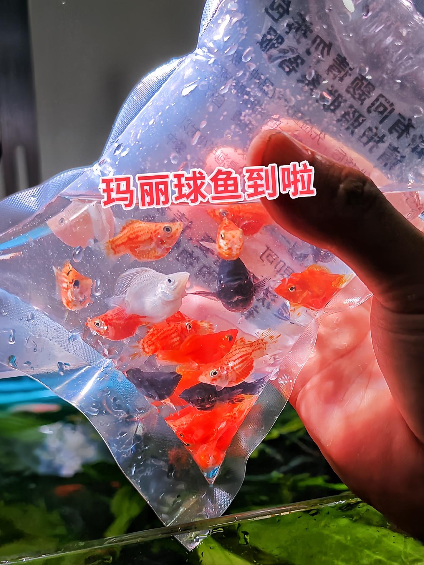 热带鱼中的“萌系担当”，玛丽球鱼圆滚滚的身形，在水中灵动穿梭，像颗颗游...
