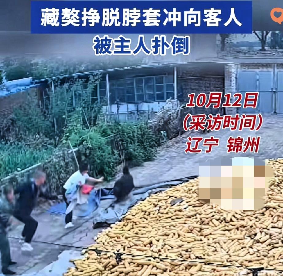 辽宁锦州这一幕，让我看到了养狗与做人的边界。
 
男子去邻居家谈事，主人笑着迎出