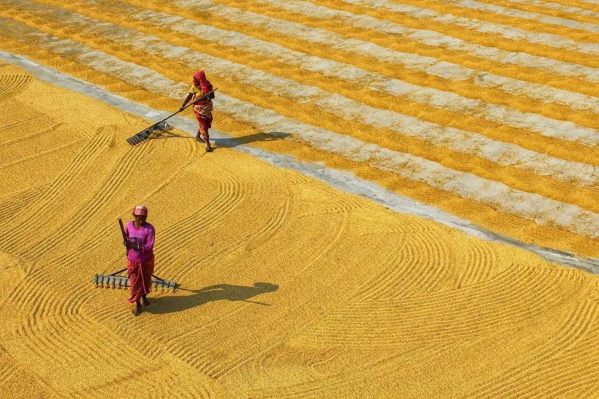 2026 年开春，印度国内抗议浪潮此起彼伏，而最牵动人心的，莫过于向来沉默的农民