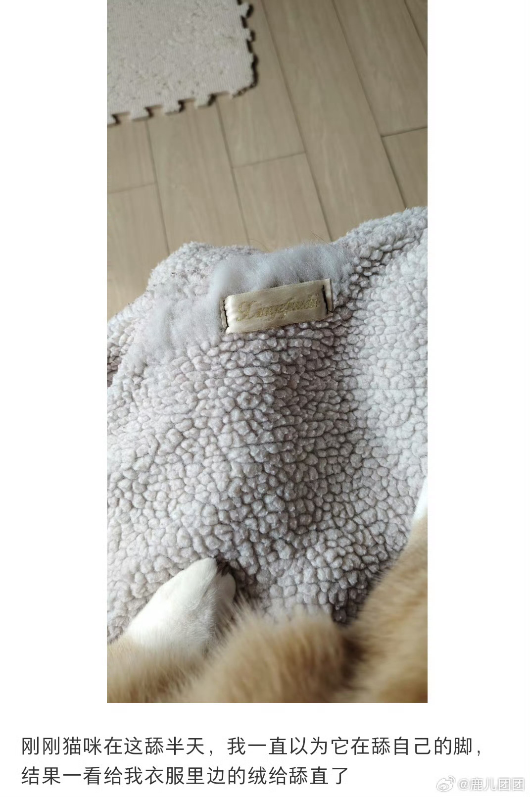 猫把摇粒绒舔不摇了这得舔多久啊？腮帮子都累了吧 