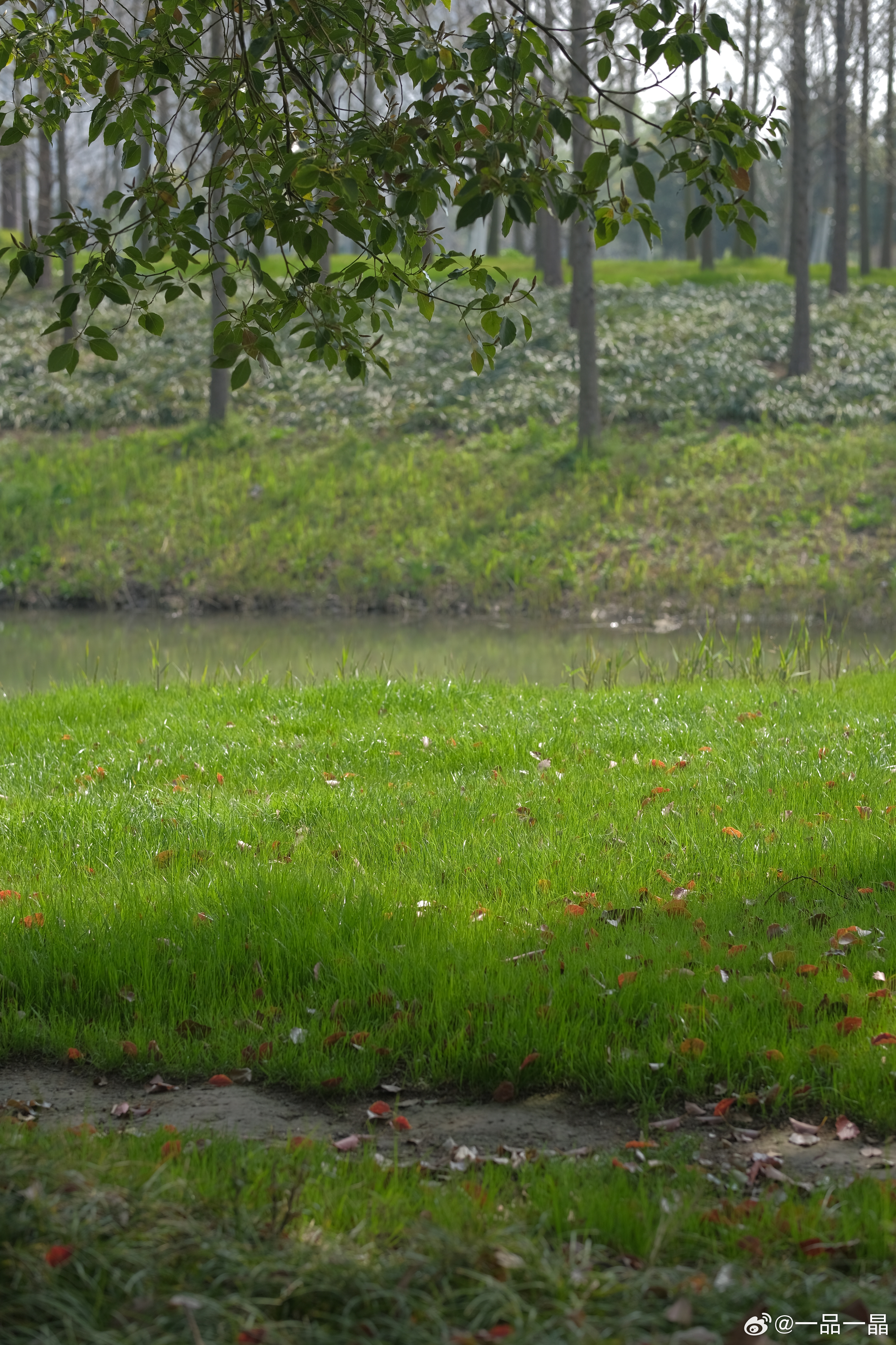 清明假期，躲进公园偷了半日闲。河边的青草疯长，风里全是春天的味道。阳光穿过树林，