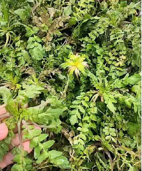  
 
病人能吃荠菜饺子吗？别再乱吃了，看完心里有数
 
春天荠菜鲜嫩，很多家庭