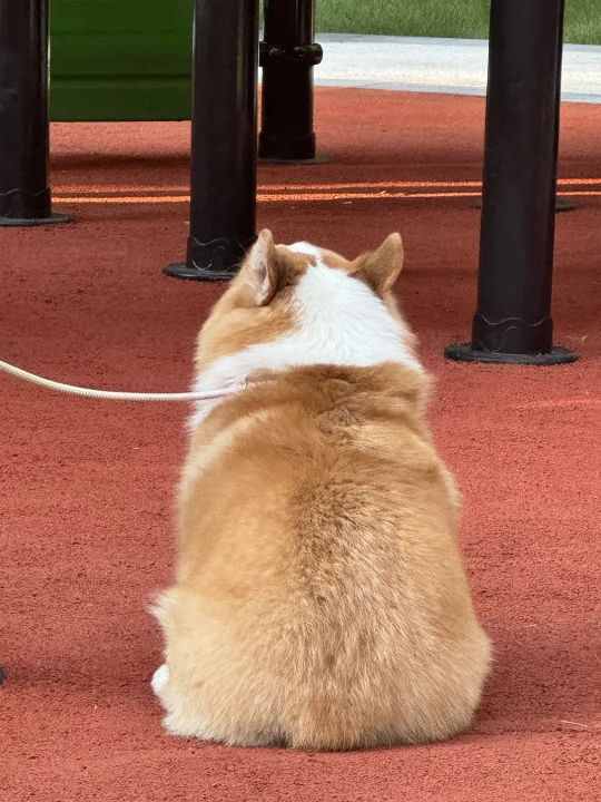 谁懂啊 我的小狗好可爱阿