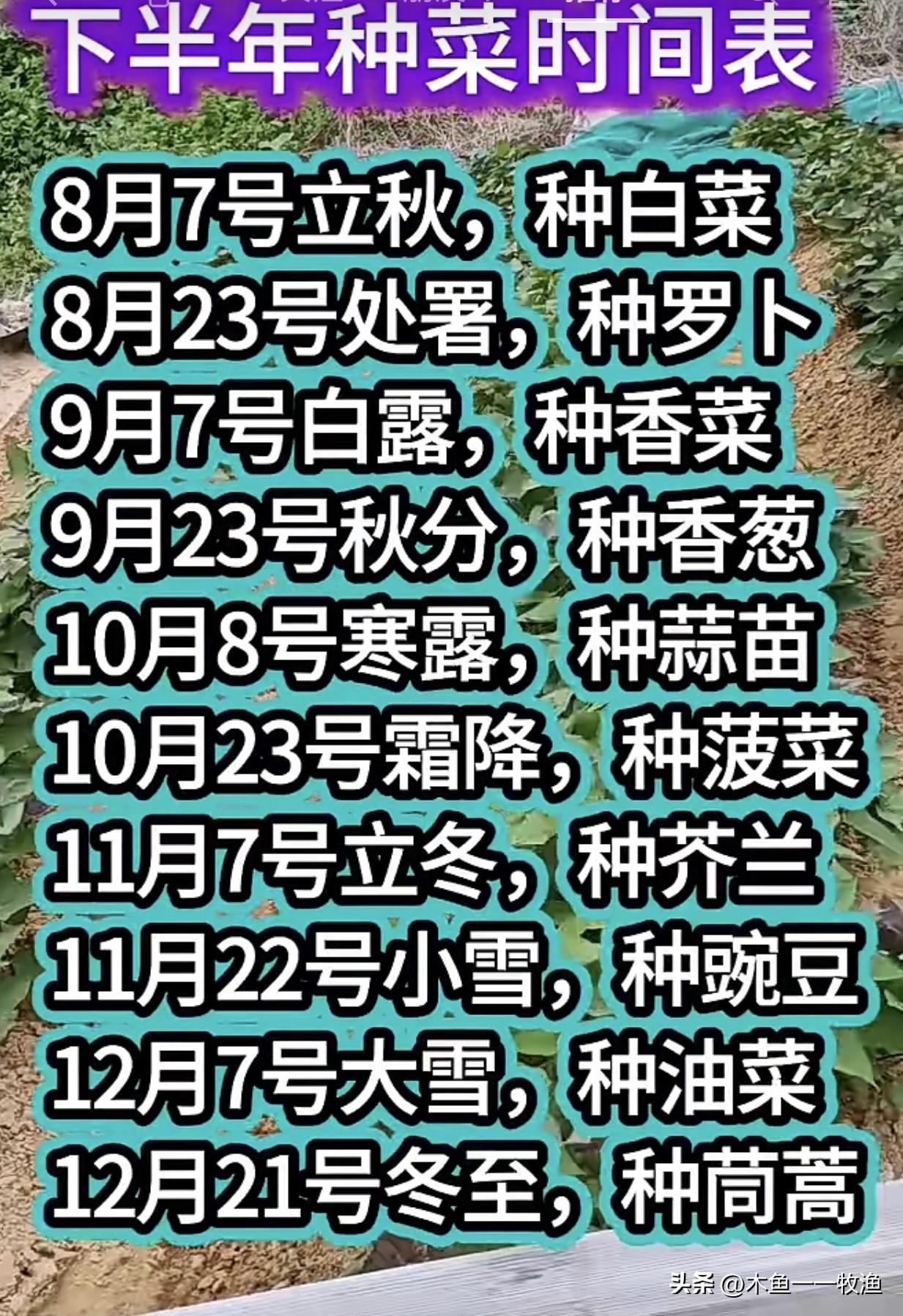 目前，我家菜地基本上荒废了，除了春天种的南瓜和大叶木耳菜，就没有什么东西了。
 