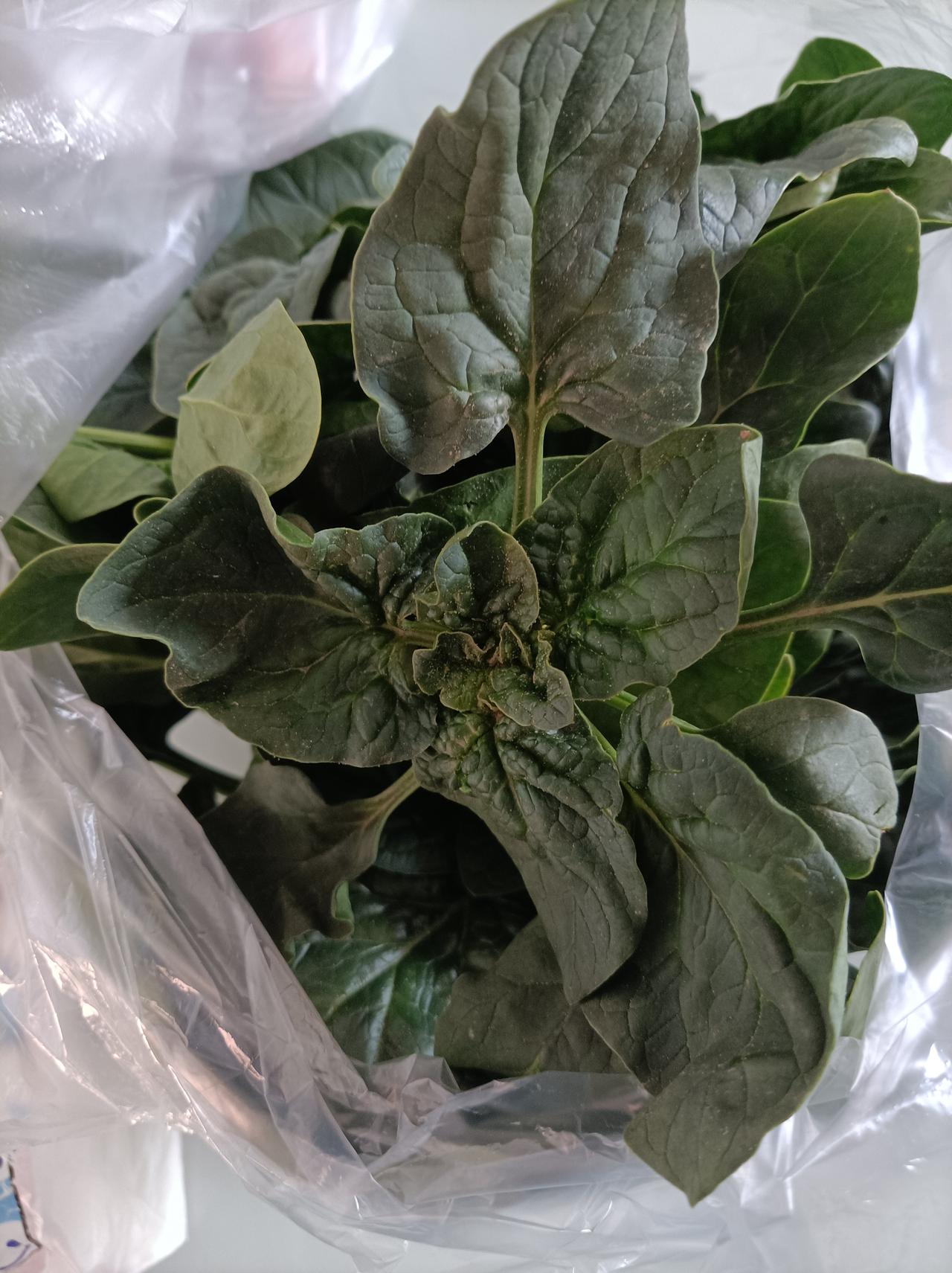 周未儿子从公司带回来的一兜菜，说是菠菜，我还是第一次看到这种菠菜，扁平的，样子和