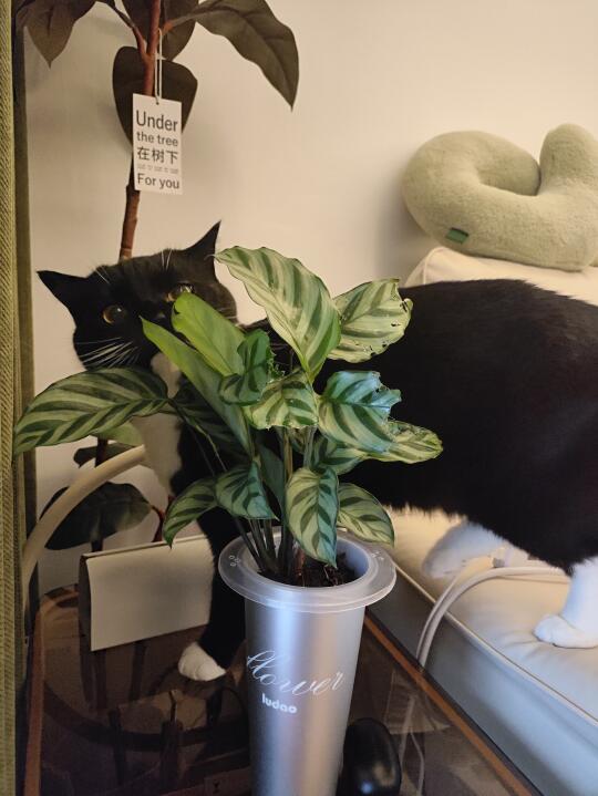 我家绿植是被虫咬了吗？