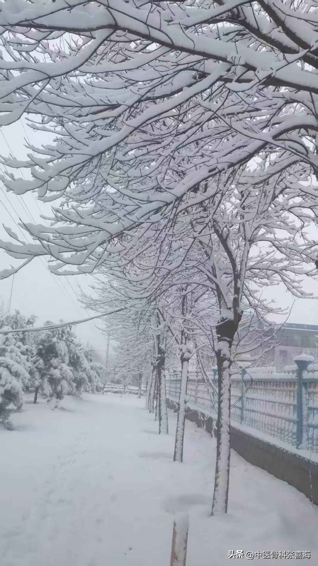 倒春寒来袭，请大家合理安排出行、就诊时间。今天郑州温度0-6度，雪压枝头，寒气逼