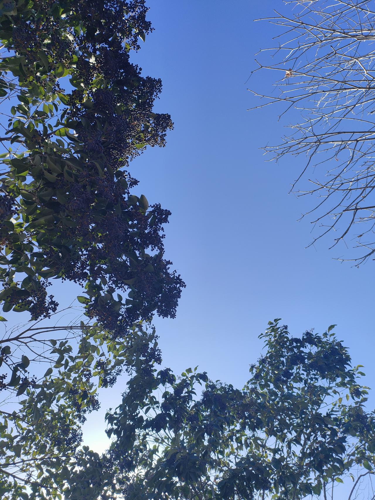 蓝空被枝叶裁成透亮的画框，深紫的果与鲜绿的叶缠成夏的絮语，风过时，连呼吸都浸着晴