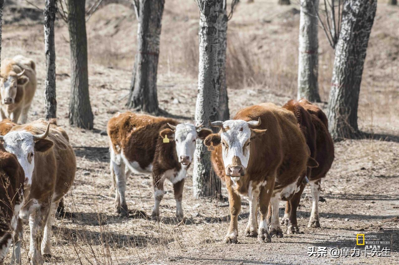暖阳穿过疏林，落在牛群棕白相间的皮毛上，像是给这片枯寂的林地缀上了鲜活的色块。老