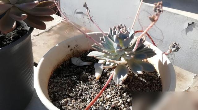 阳台养花差点坑了全家！前几天看邻居阿姨在阳台种桑树苗，说“桑”谐音“丧”赶紧拔了