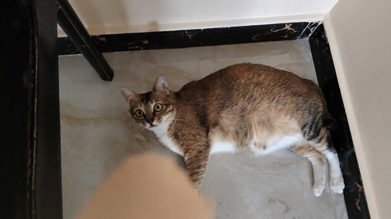 14784只狸所有人感受肥猪（在减肥了） 