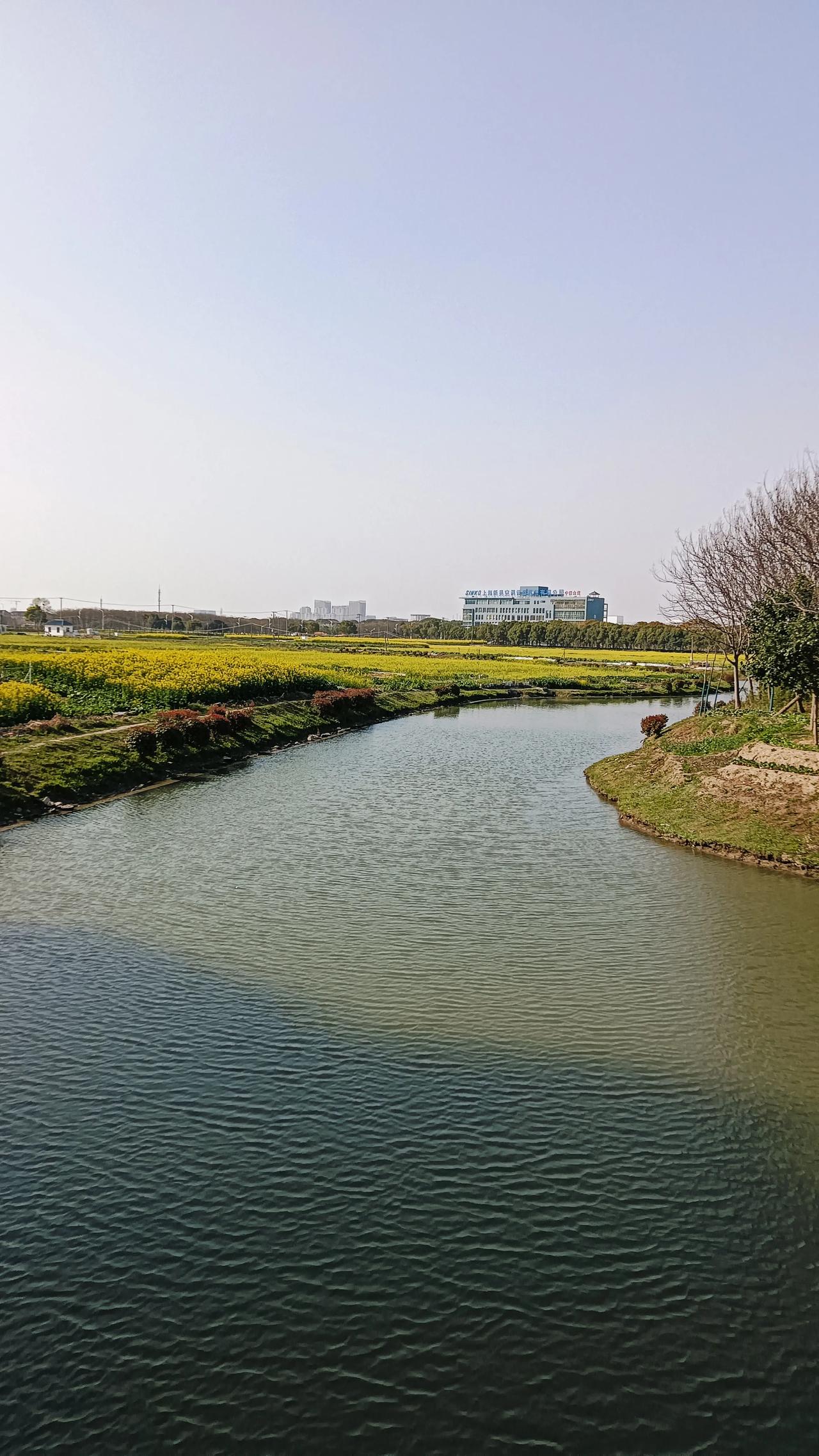 今天得空去了一趟松江区泗泾镇祥泽农业观光园，专门去看那据说有300亩的油菜花海。