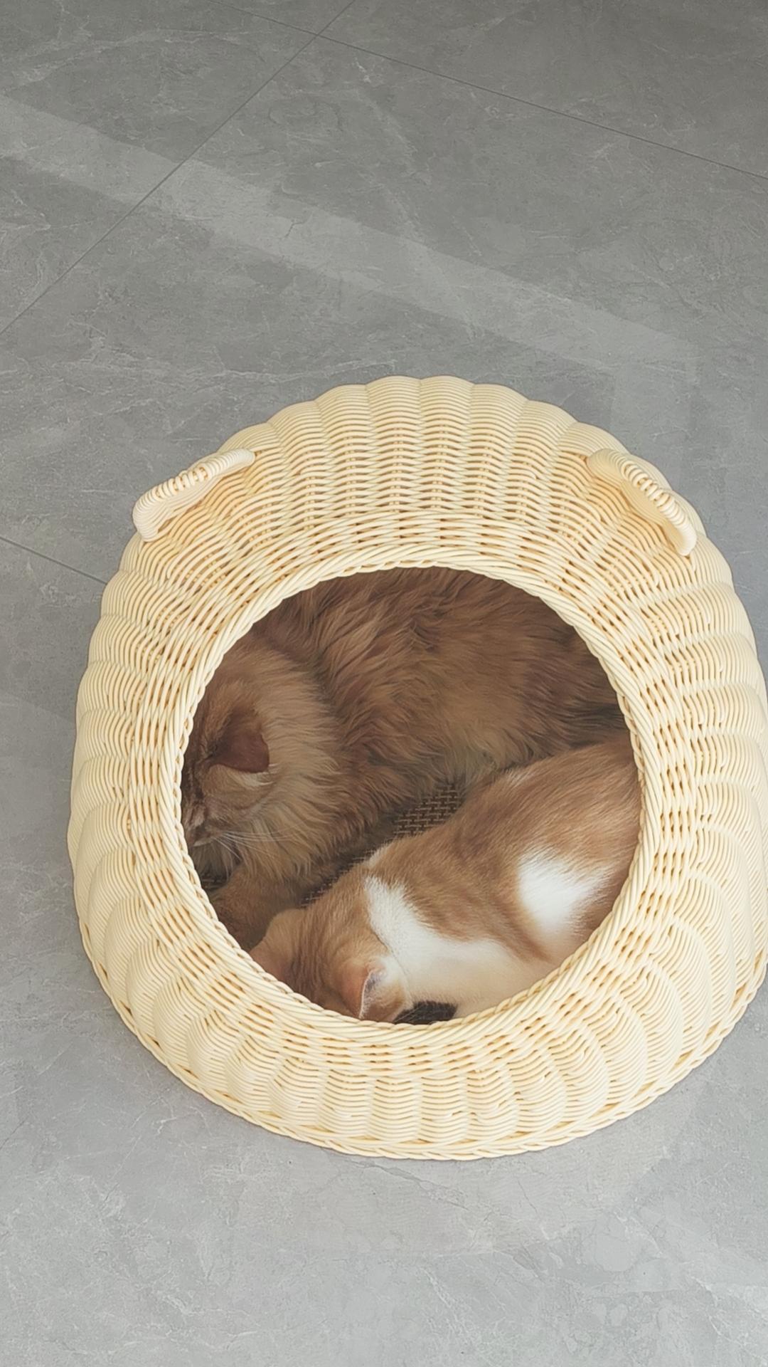 上周给家里两只猫换了个半封闭的云朵猫窝，放在阳台落地窗旁边的地毯角，本来还担心它