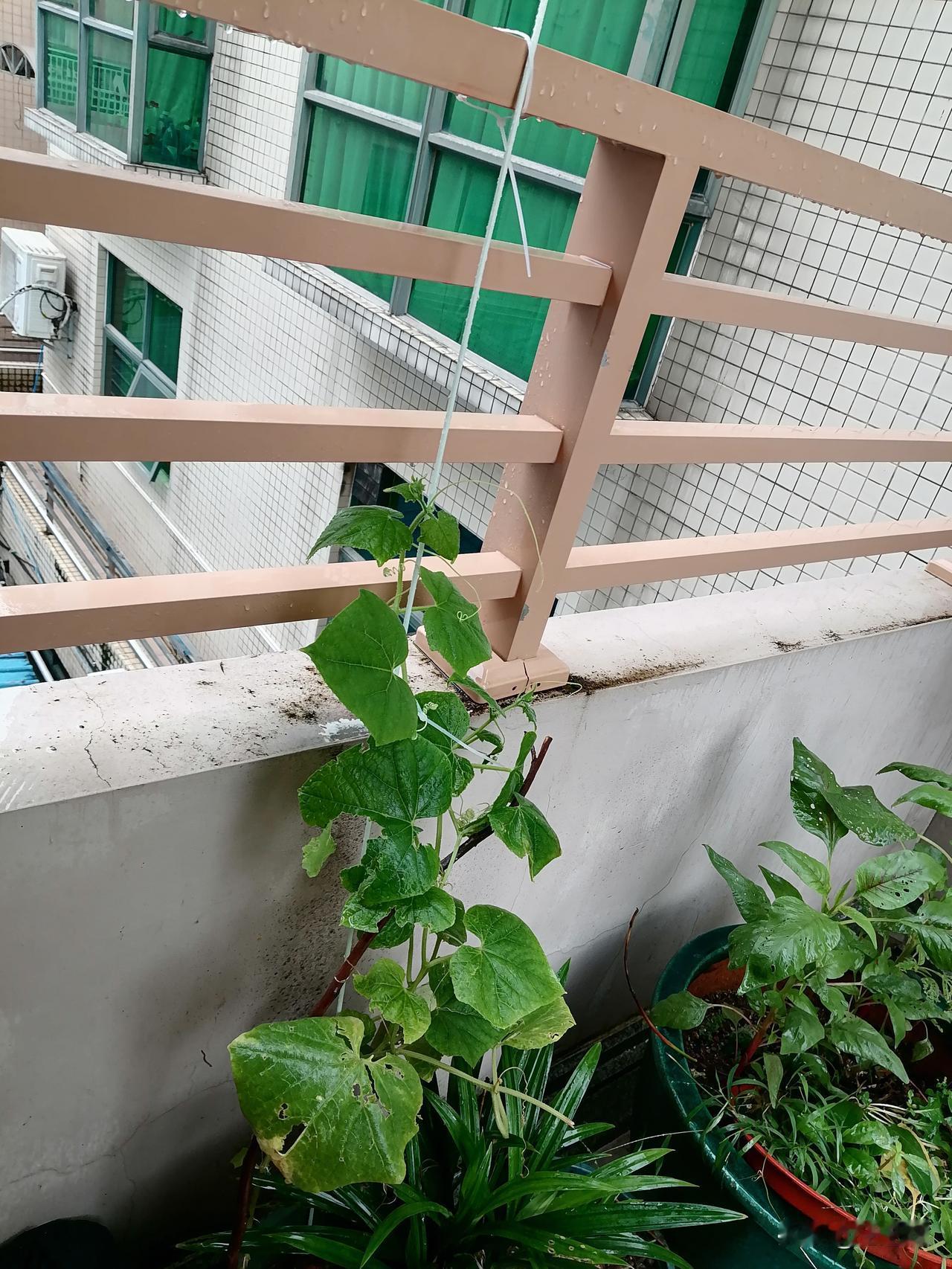 我买了20根玻璃纤维支架，今天到货了。

阳台上还剩了两根黄瓜藤，我今天用支架和