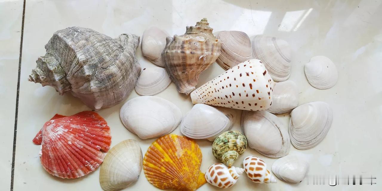 免费的贝壳天天送的，喜欢的抓紧要吧[玫瑰][玫瑰][玫瑰]