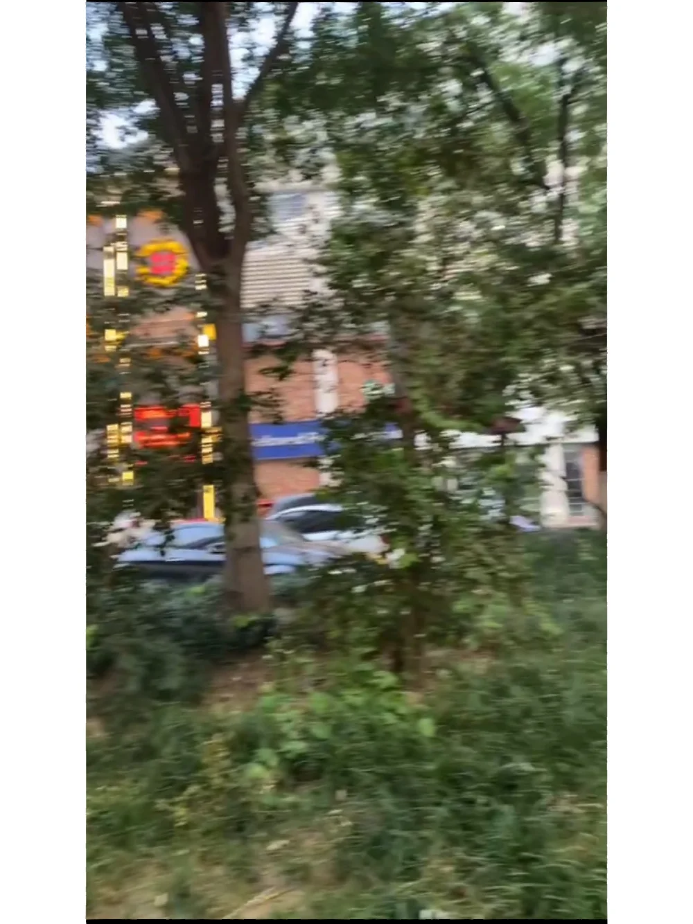 瞎眼白猫找不到】急，天jin 瞎眼猫求救，谁能去找到它。那里没吃没喝...