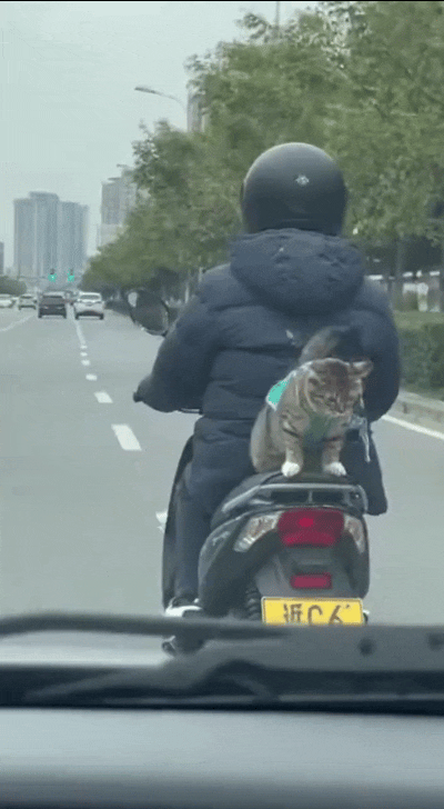 恁瞅瞅这大风天骑电车，主人带着小猫上路，啥安全措施都木有。羽绒服都被猫挠烂了，她
