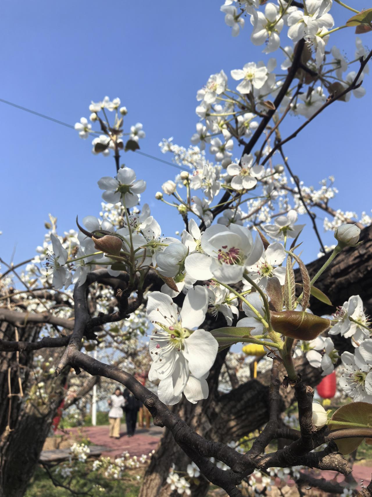 【春日游赵县，赴一场千年之约】河北赵县的春日，是万亩梨花雪海邂逅千年古韵的浪漫！