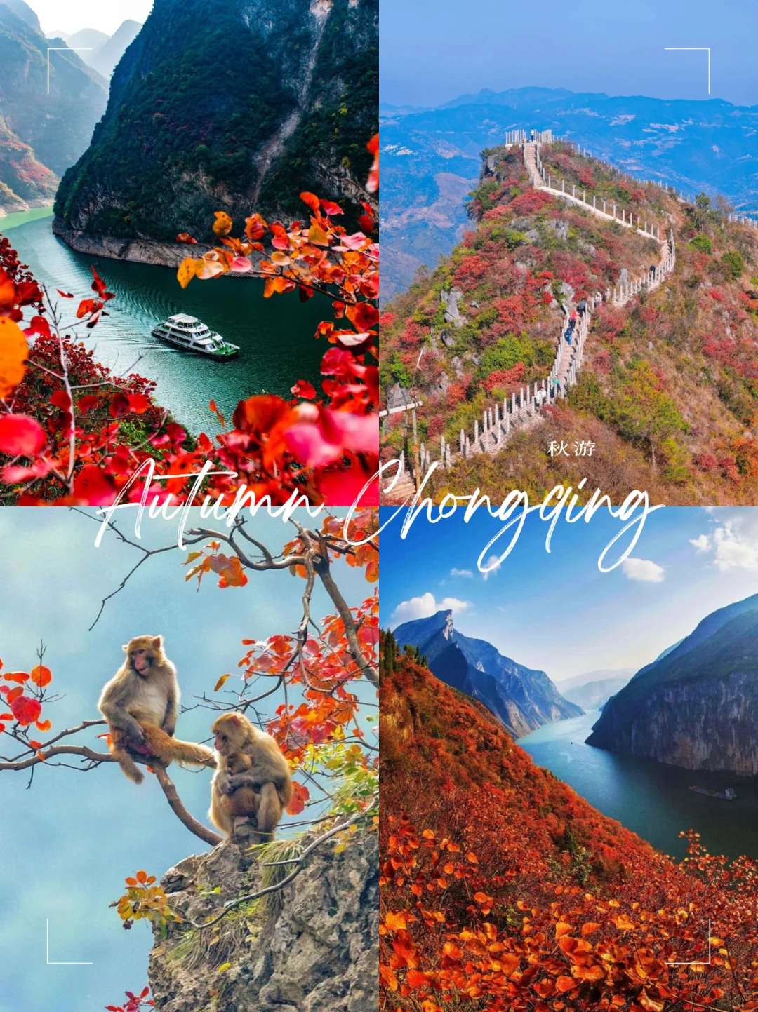 🍁【重庆秋日限定｜晴空万里，正是山城最美时节！】🌞 ✨​​天气预告...