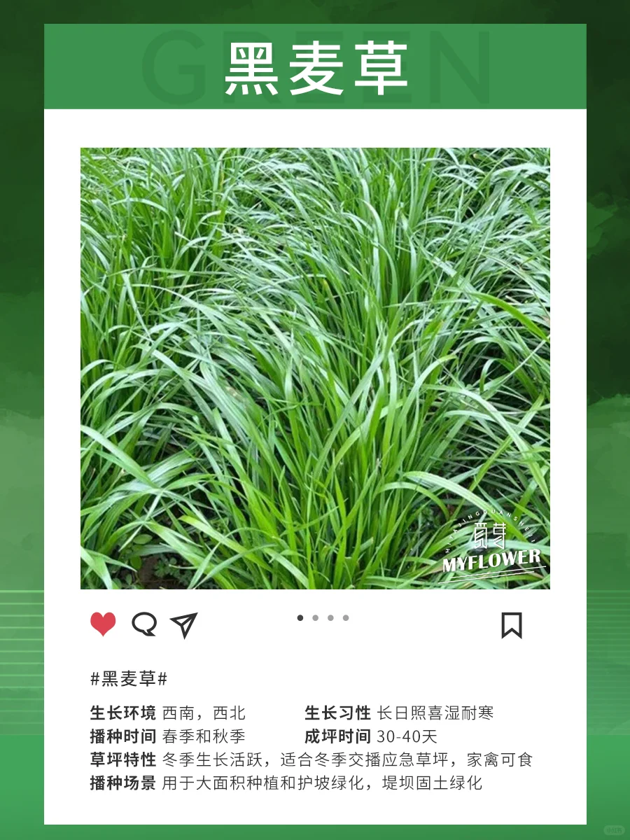 干货！10种常见草坪品种解析，值得收藏！