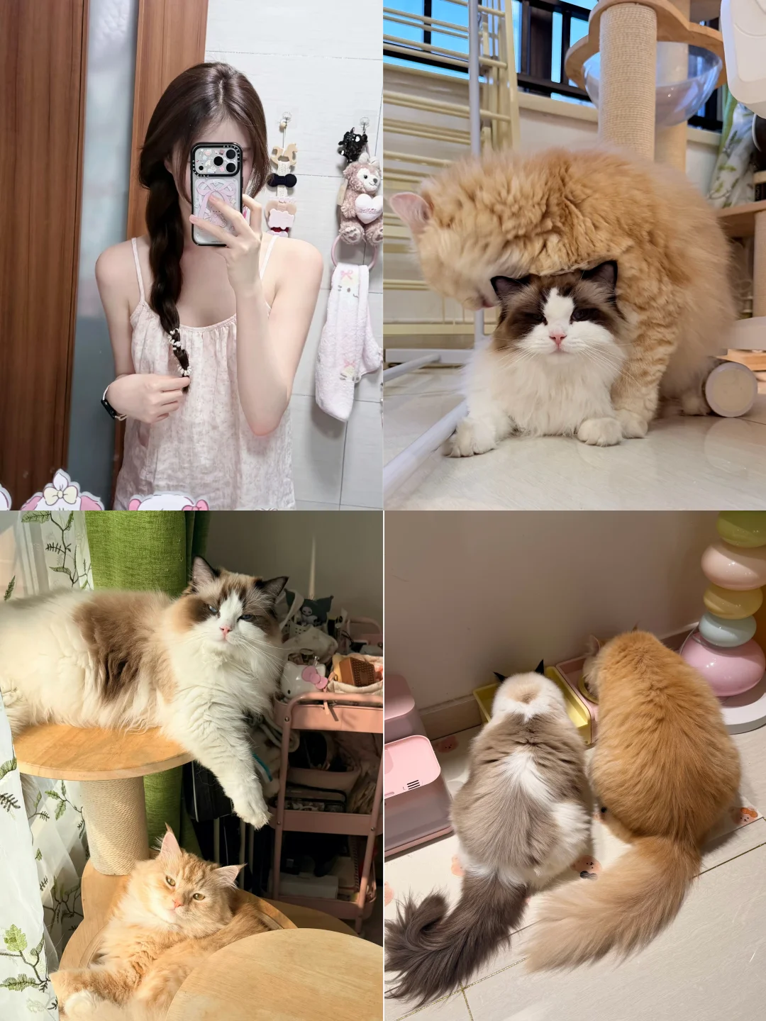 猫爬架是它们的乐园，我是专属铲屎官。