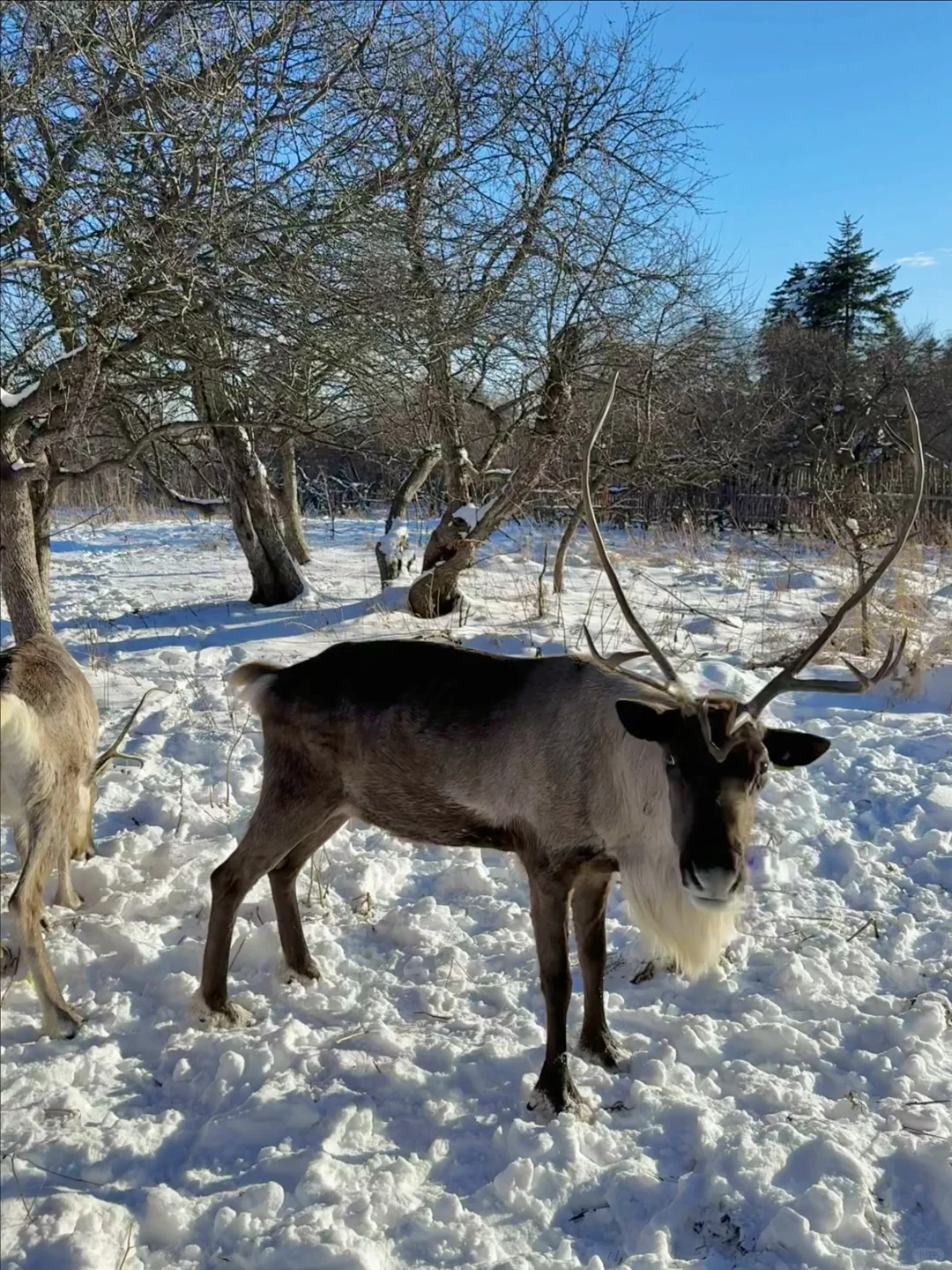 11月长白山是这样的❄️❄️提前预习雪地拍照