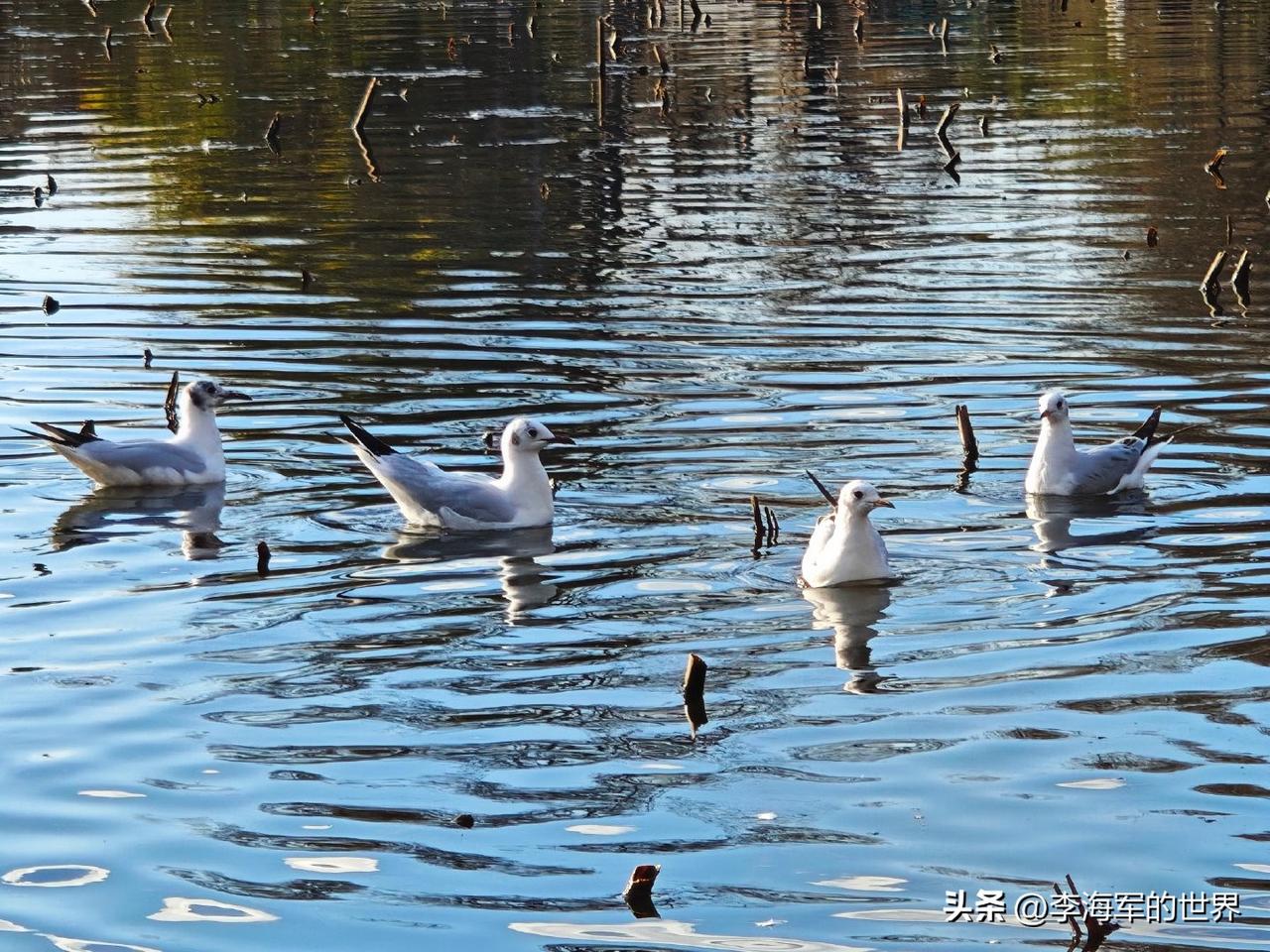 印媒呼吁对华免签，真正的“看齐”是双向对等
 
近期，印度媒体频频呼吁中国参照多