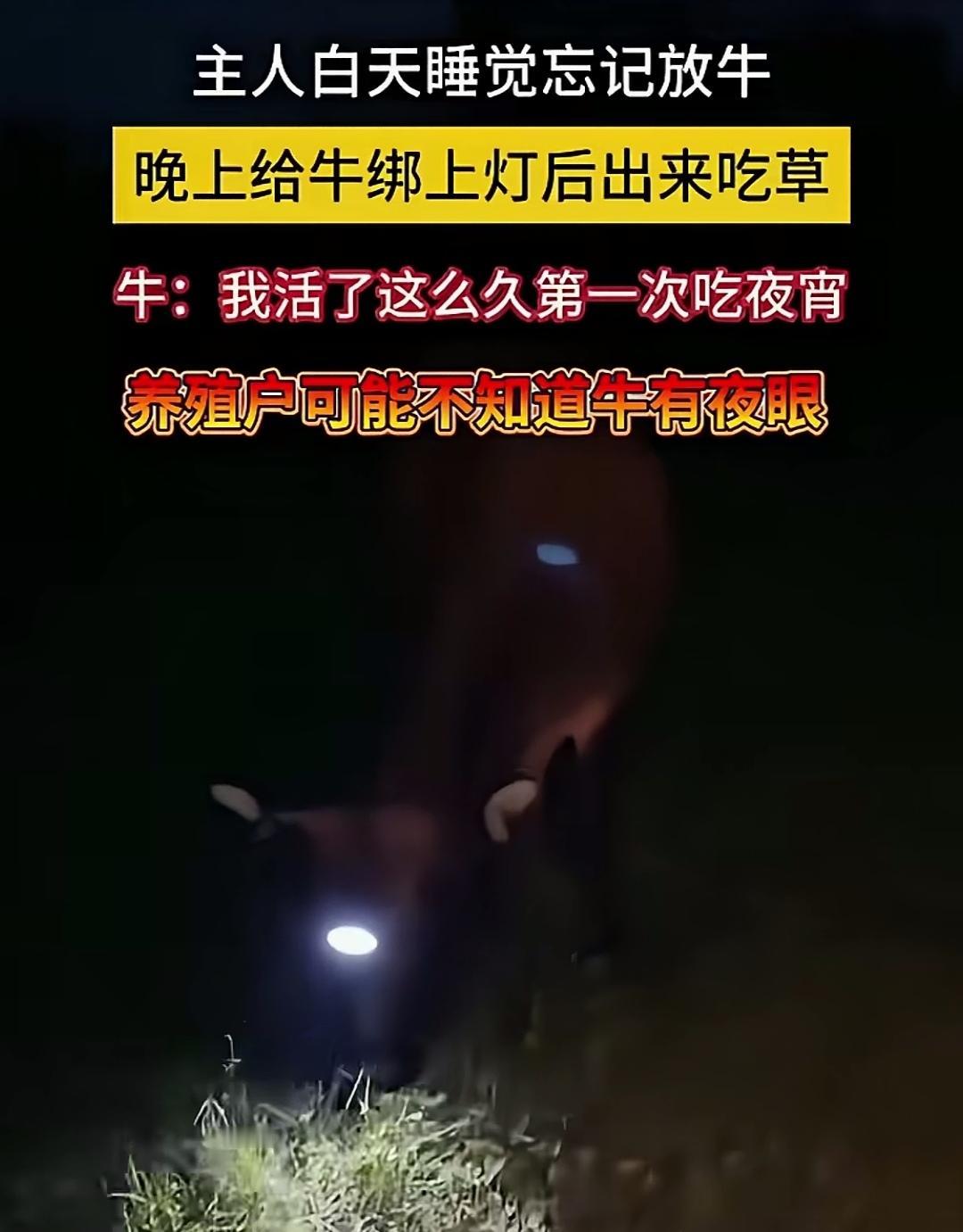 在牛头装上灯，让它晚上去野外吃草，主人这是在帮它看清草、还是在损害其视力？
主人