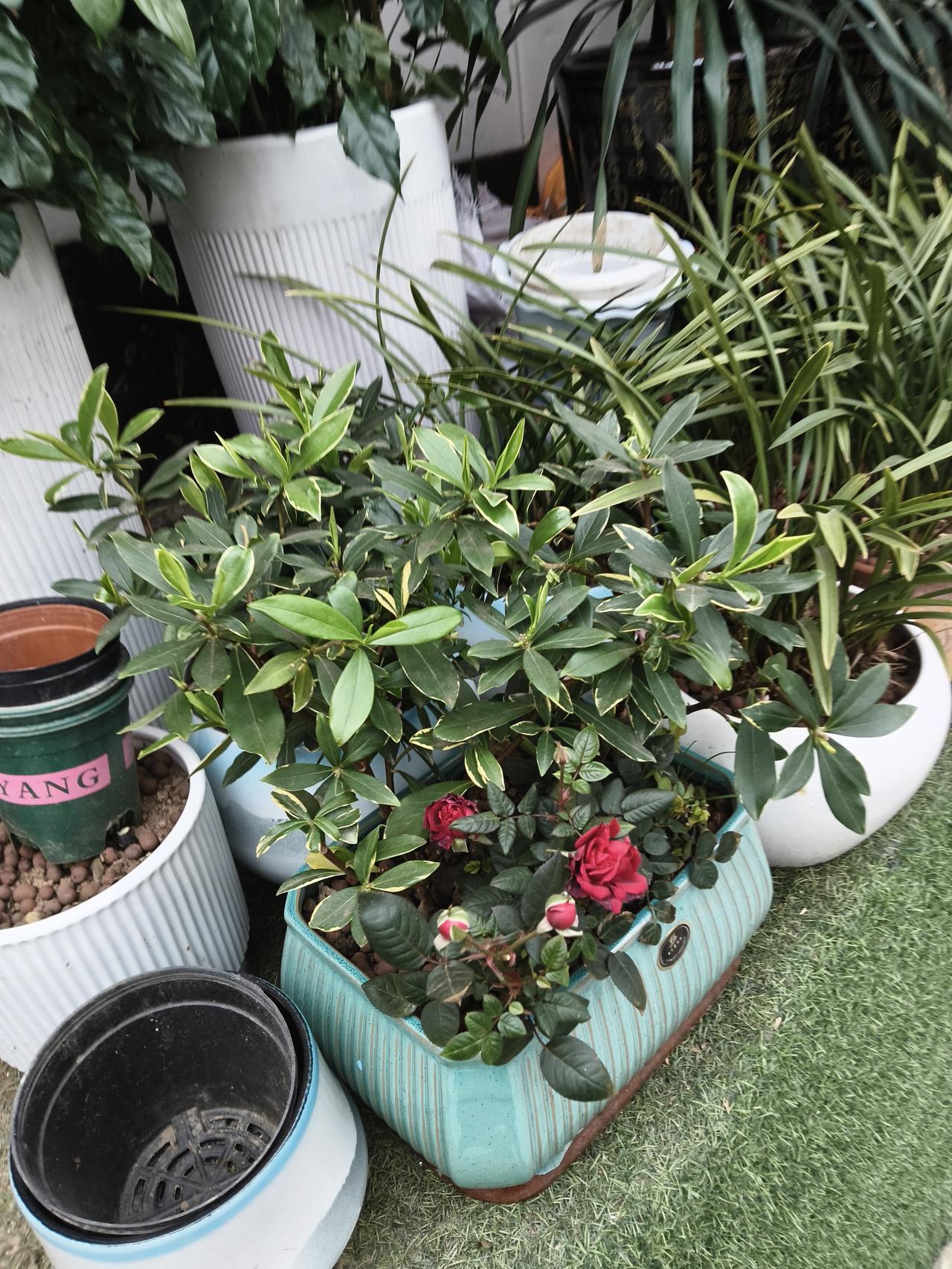 旁边的瑞香枝叶繁茂，深绿的叶片镶着一圈奶白边，新抽的嫩芽带着浅黄，在风里轻轻晃。