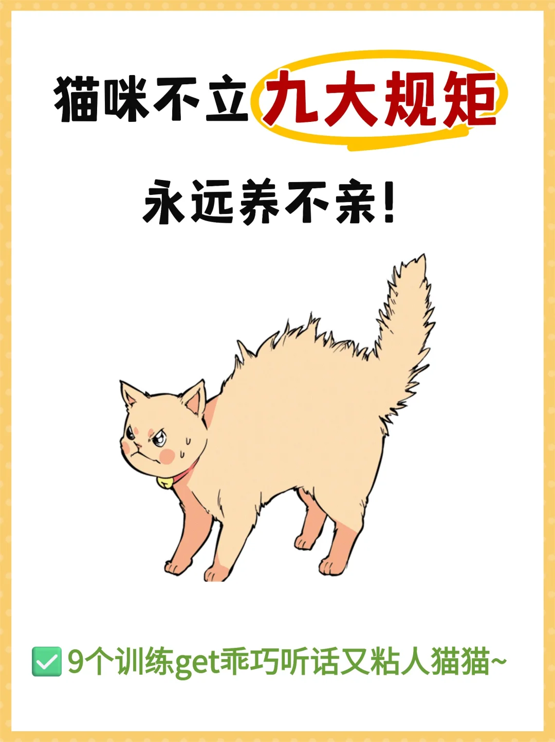 🔥 养猫必须立的“九大规矩”❗否则养不亲
