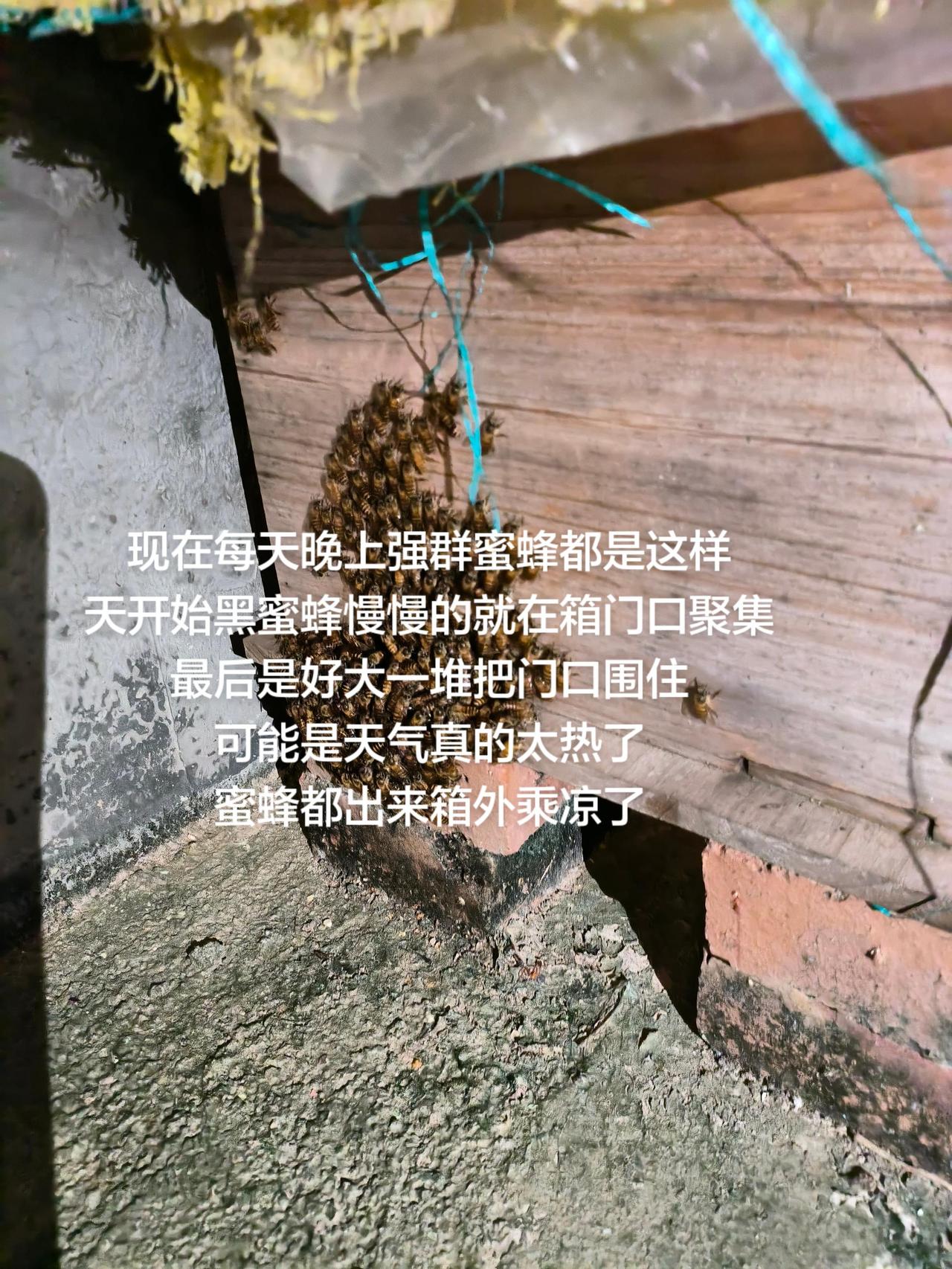 现在每天晚上强群蜜蜂都是这样
天开始黑蜜蜂慢慢的就在箱门口聚集
最后是好大一堆把