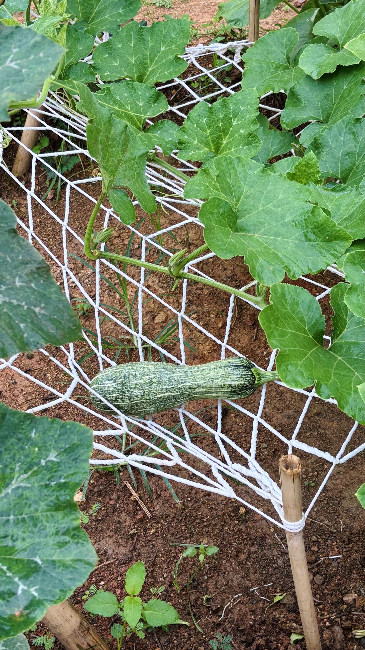 在家闲置了半年的嫩南瓜居然自己变老了，橙红色的瓜囊，浓浓的瓜香，甜甜的口感，惊不