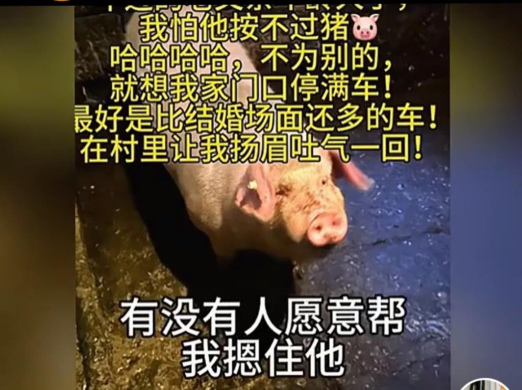 重庆合川“按年猪”成爆点实属正常，呆呆小女孩求按猪唤醒了人们对年味向往。

呆呆