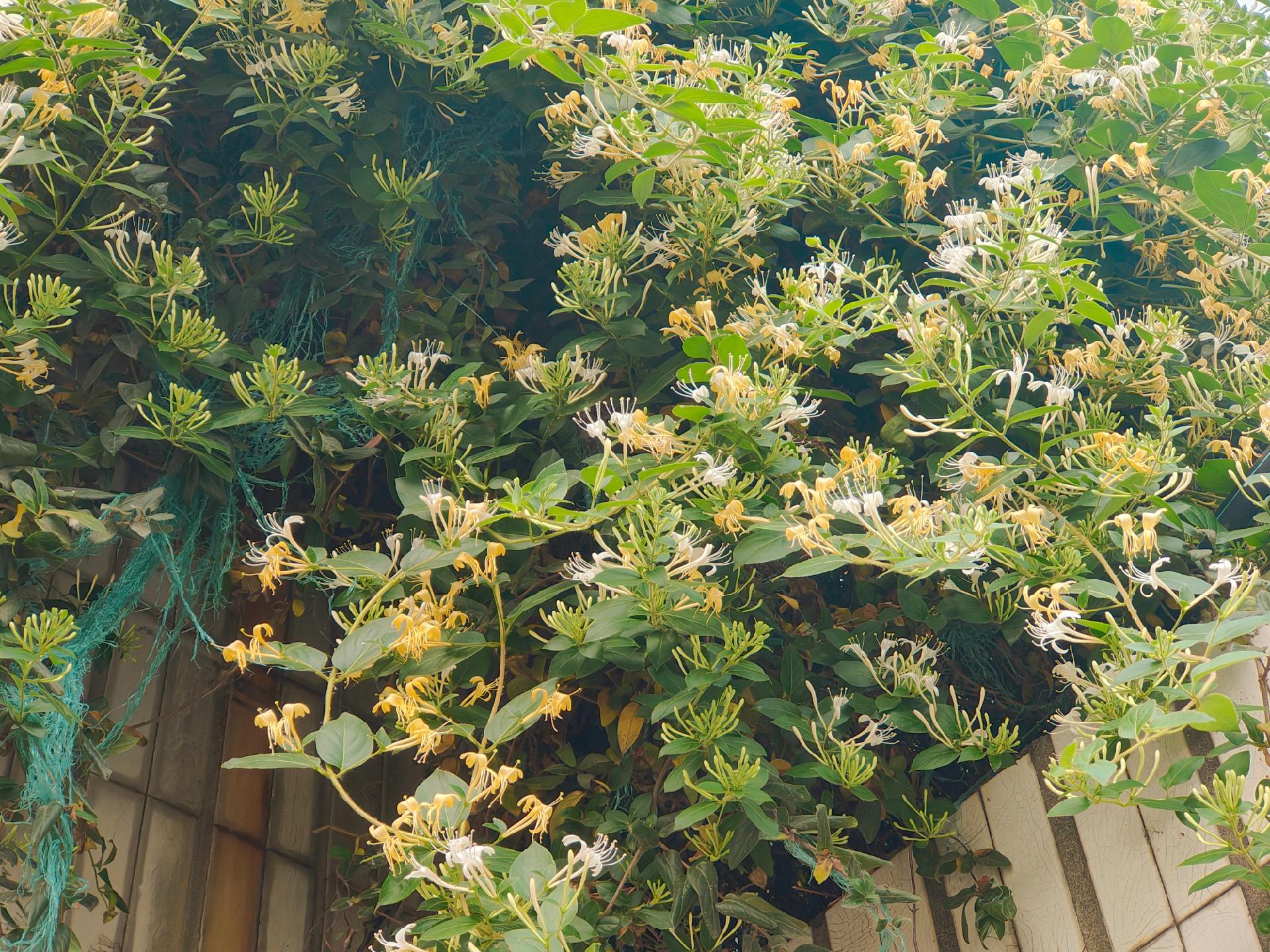 金银花 发现生活发现美 原创花草
