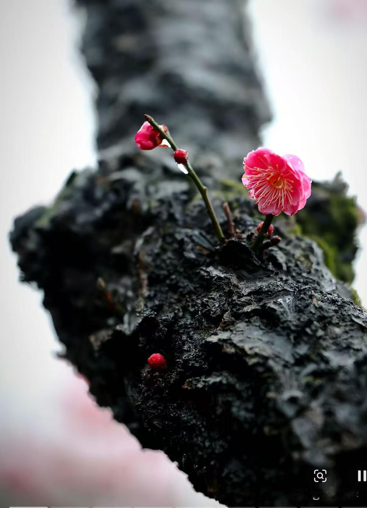 花开花落花无悔
缘来缘去缘如水
花谢为花开 花飞为花悲
花悲为花泪 花泪为花碎