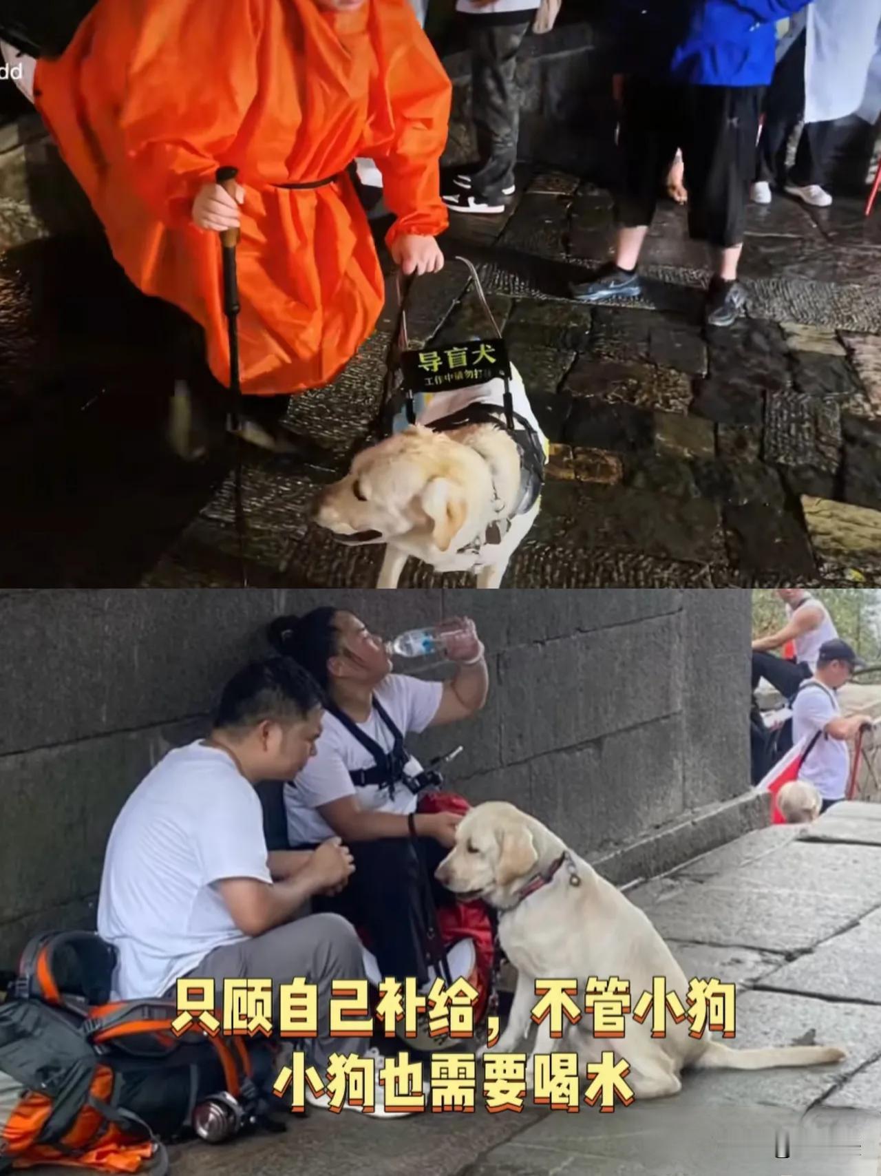 300只导盲犬抢着服务1700万人，凭啥让芬迪冒雨爬泰山？
 
全国就300来只