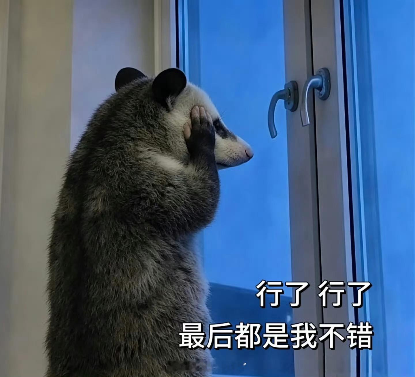 谁能拒绝一只负鼠呢独自窗边发呆自省，满腹细碎烦恼，丧萌模样戳中日常小迷茫。抬手认