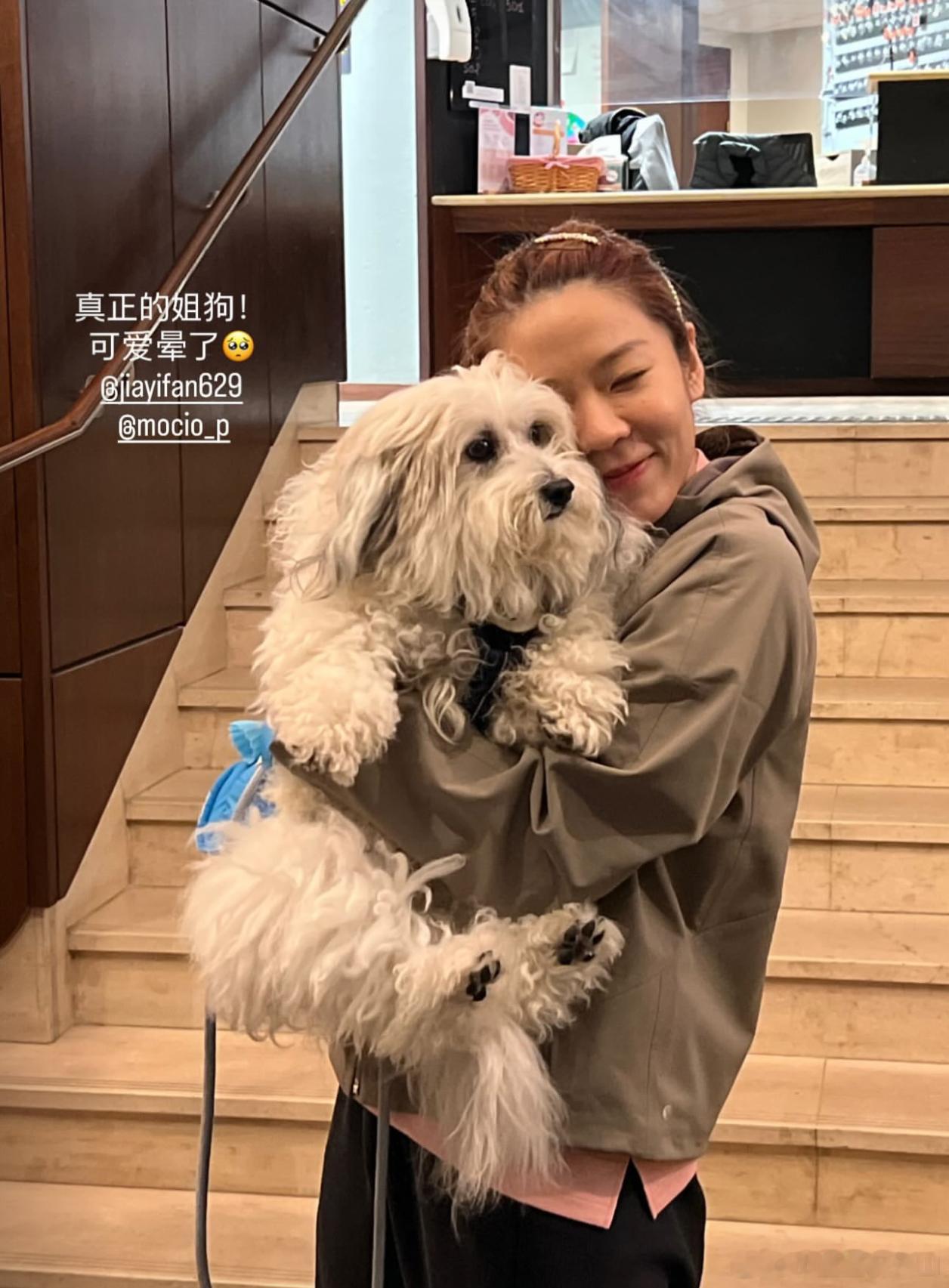 好可爱的狗狗[哇]cr：ig mocio_p ​​​