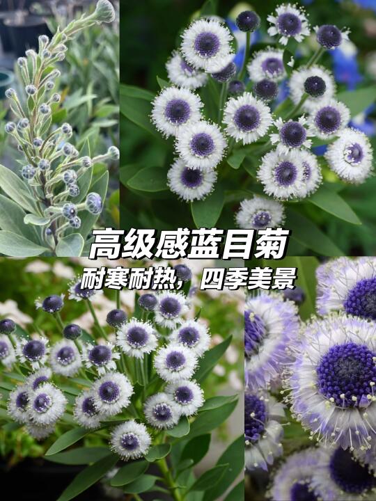 💙路兮小农民-蓝眼睛进口花🌺