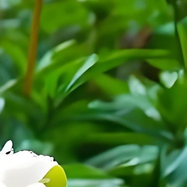 0000生活手记种植‎种植文案 夜光白牡丹种植方法🌱 种植时间与土壤最佳时机：