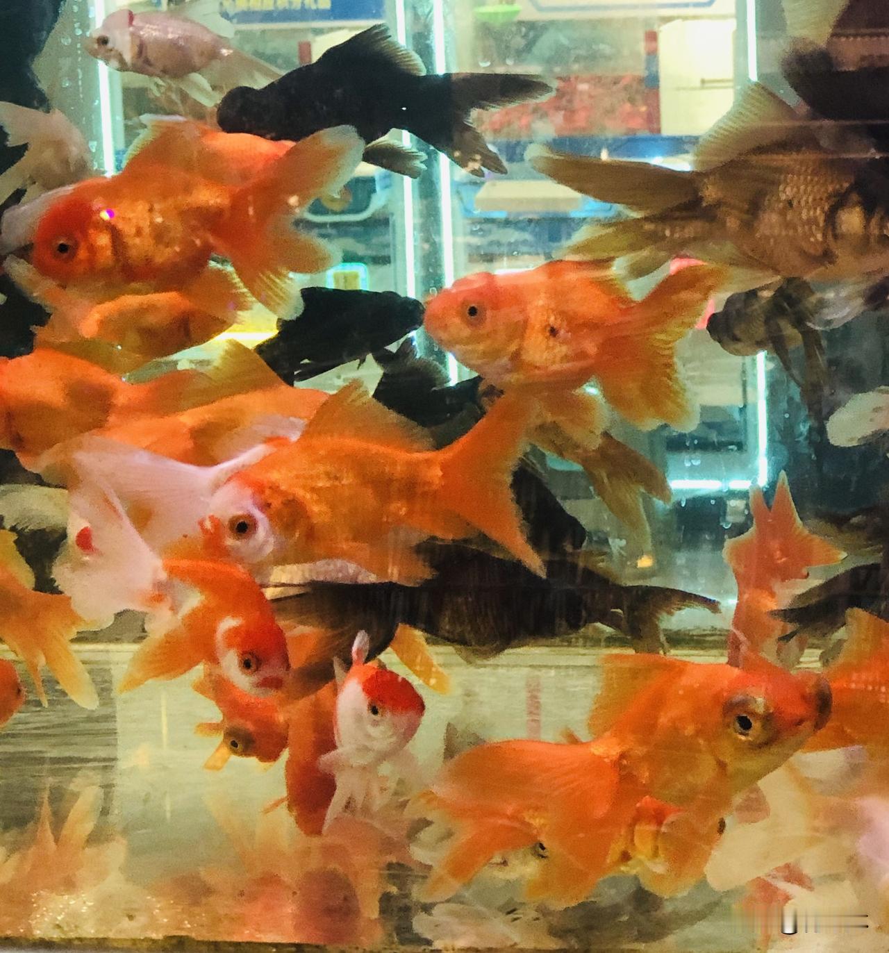 记录我的2026逛水族店被一缸小鱼治愈啦，看金灿灿的锦鲤、肚子圆滚滚的金鱼，还有