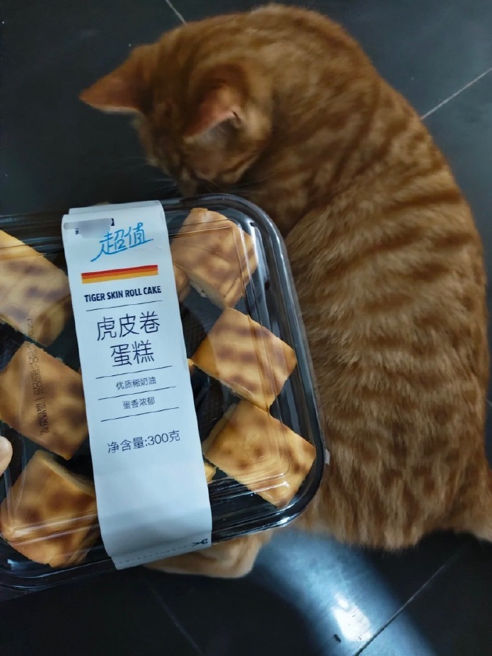 买到了猫咪同款蛋糕