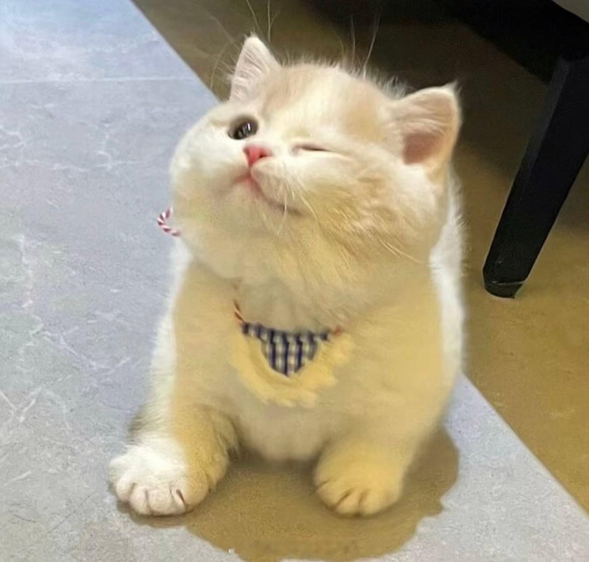 对了📢还有宝不知道吗我们🍠群每期⬆️前都会扣数揪圈圈喔～大家可以来拼手速 